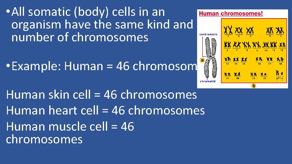  • All somatic (body) cells in an organism have the same kind and