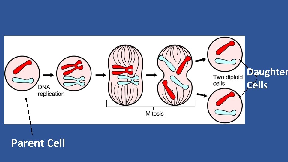 Daughter Cells Parent Cell 