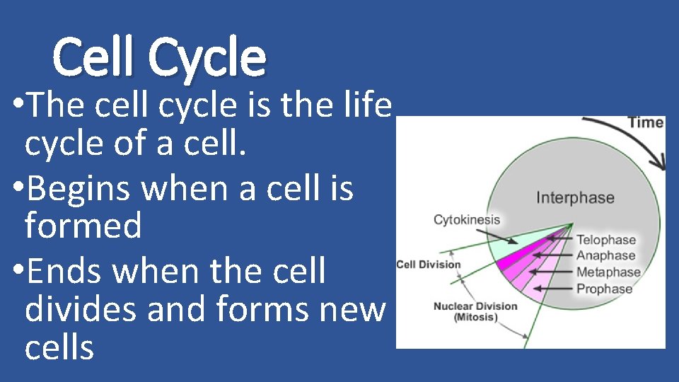 Cell Cycle • The cell cycle is the life cycle of a cell. •