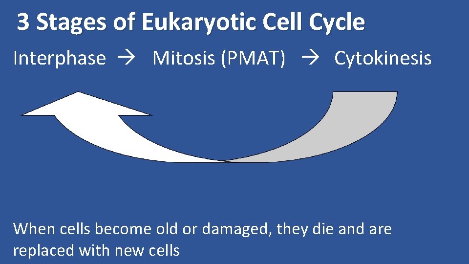 3 Stages of Eukaryotic Cell Cycle Interphase Mitosis (PMAT) Cytokinesis When cells become old