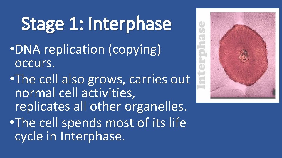 Cell Division Why do cells need to divide