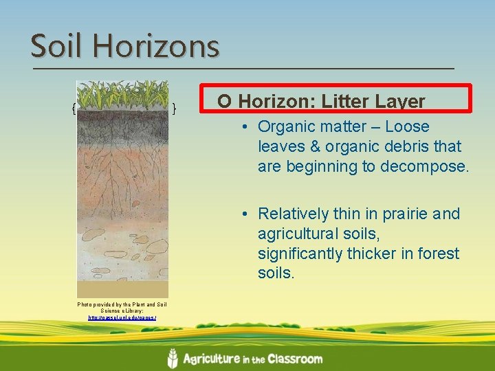 Soil Horizons { } O Horizon: Litter Layer • Organic matter – Loose leaves