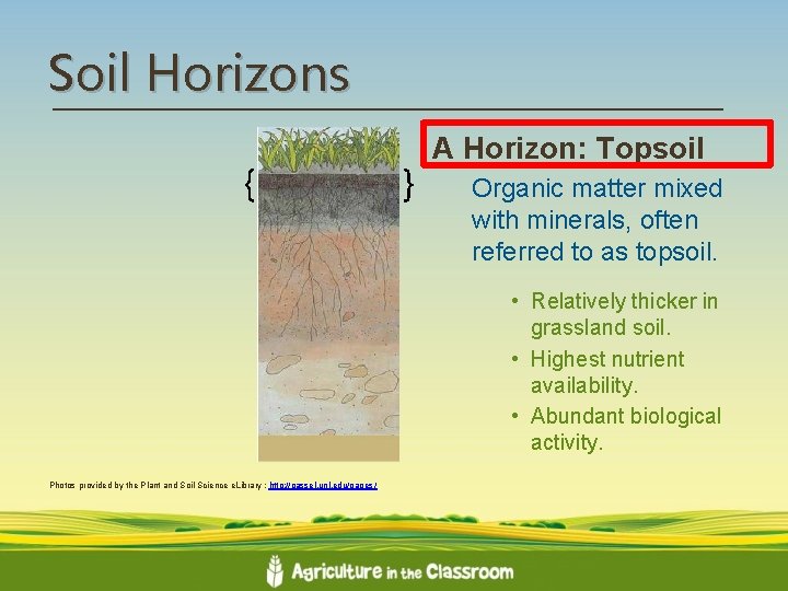 Soil Horizons { } A Horizon: Topsoil Organic matter mixed with minerals, often referred