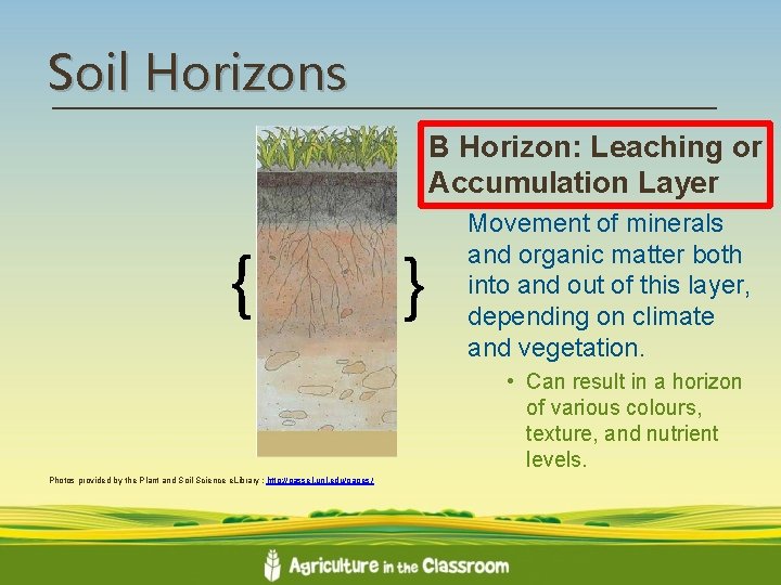 Soil Horizons B Horizon: Leaching or Accumulation Layer { } Movement of minerals and