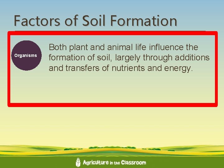 Factors of Soil Formation Organisms Both plant and animal life influence the formation of