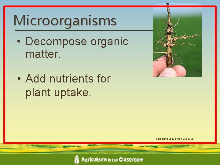 Microorganisms • Decompose organic matter. • Add nutrients for plant uptake. Photo provided by