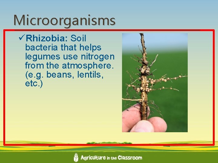 Microorganisms üRhizobia: Soil bacteria that helps legumes use nitrogen from the atmosphere. (e. g.