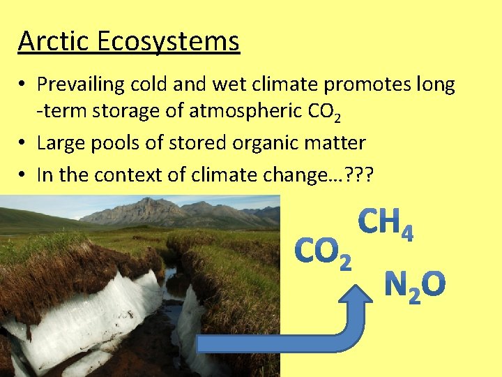 Arctic Ecosystems • Prevailing cold and wet climate promotes long -term storage of atmospheric