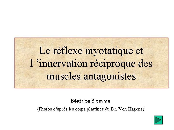 Le réflexe myotatique et l ’innervation réciproque des muscles antagonistes Béatrice Blomme (Photos d’après