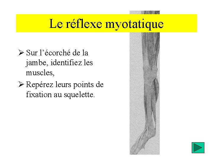 Le réflexe myotatique Ø Sur l’écorché de la jambe, identifiez les muscles, Ø Repérez