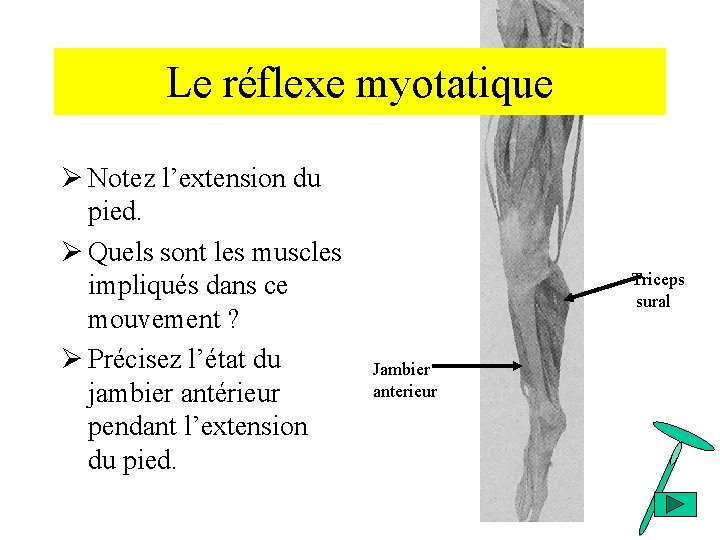 Le réflexe myotatique Ø Notez l’extension du pied. Ø Quels sont les muscles impliqués