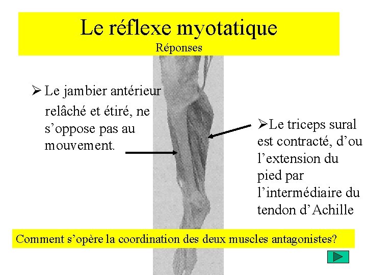 Le réflexe myotatique Réponses Ø Le jambier antérieur relâché et étiré, ne s’oppose pas