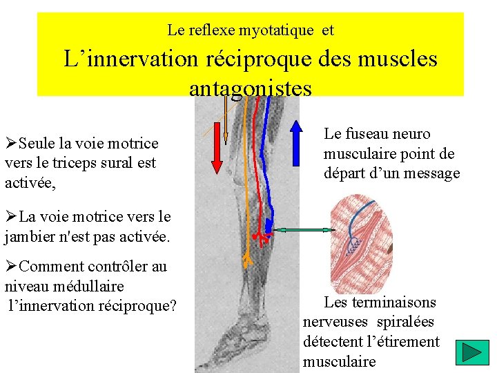 Le reflexe myotatique et L’innervation réciproque des muscles antagonistes ØSeule la voie motrice vers