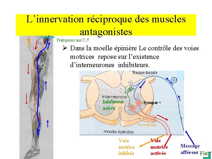 L’innervation réciproque des muscles antagonistes Pratiquons une C. T Ø Dans la moelle épinière