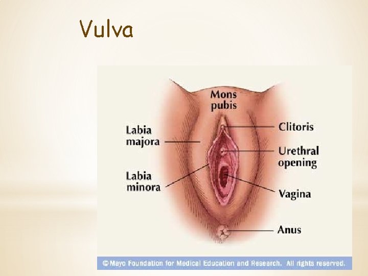 Vulva 