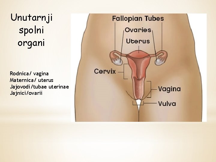 Unutarnji spolni organi Rodnica/ vagina Maternica/ uterus Jajovodi/tubae uterinae Jajnici/ovarii 
