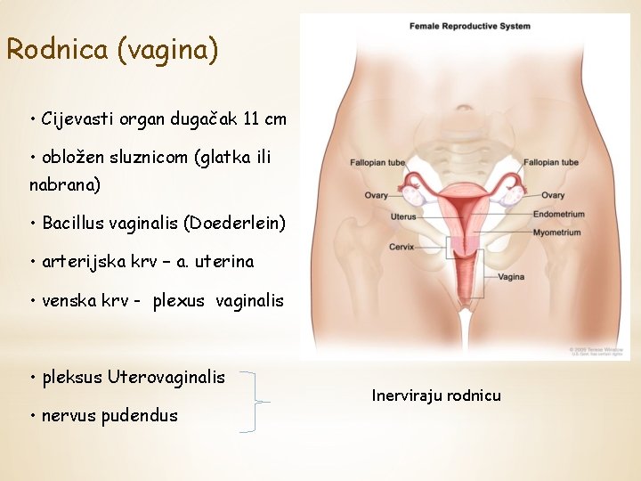 Rodnica (vagina) • Cijevasti organ dugačak 11 cm • obložen sluznicom (glatka ili nabrana)