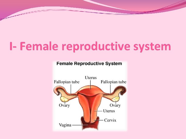 I- Female reproductive system I- Female reproductive system