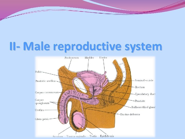 II- Male reproductive system II- Male reproductive system