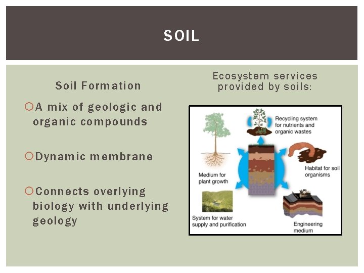 SOIL Soil Formation A mix of geologic and organic compounds Dynamic membrane Connects overlying