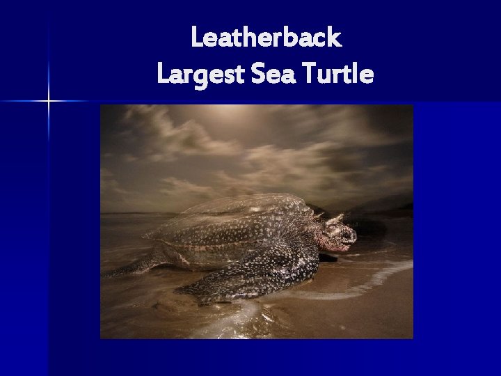 Leatherback Largest Sea Turtle 