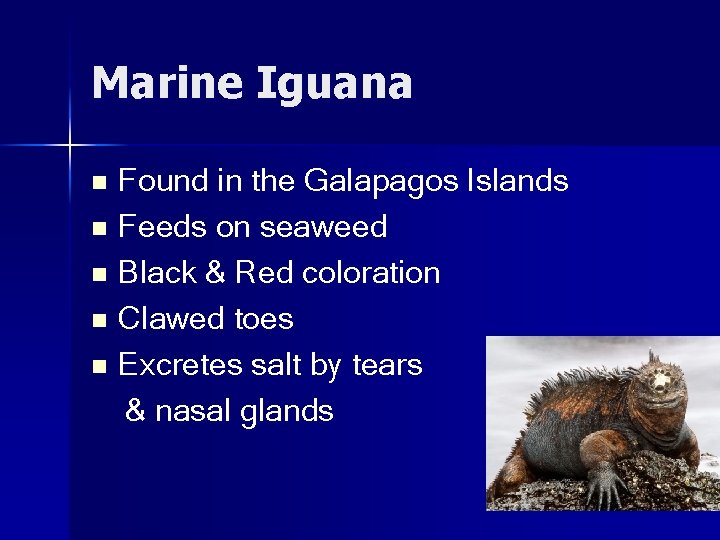 Marine Iguana Found in the Galapagos Islands n Feeds on seaweed n Black &