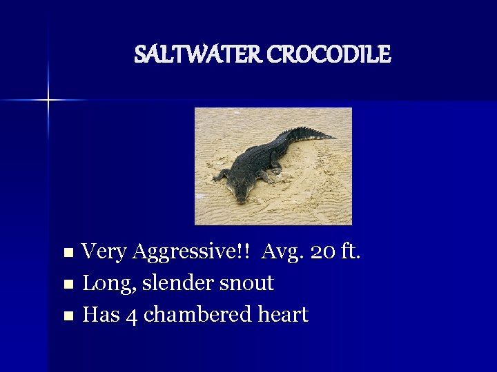 SALTWATER CROCODILE Very Aggressive!! Avg. 20 ft. n Long, slender snout n Has 4