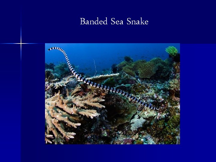 Banded Sea Snake 