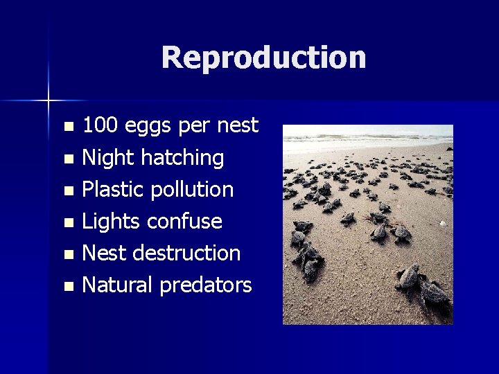 Reproduction 100 eggs per nest n Night hatching n Plastic pollution n Lights confuse