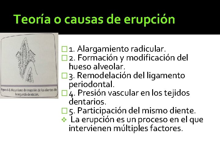 Teoría o causas de erupción � 1. Alargamiento radicular. � 2. Formación y modificación