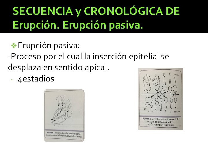 SECUENCIA y CRONOLÓGICA DE Erupción pasiva. v Erupción pasiva: -Proceso por el cual la