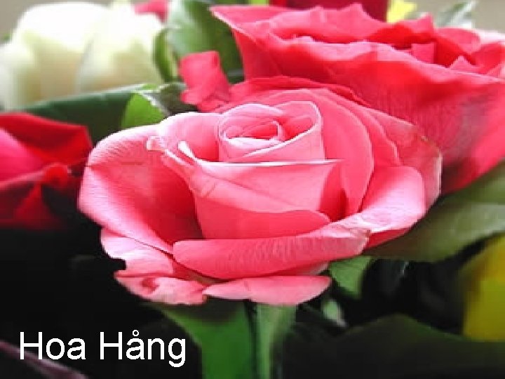 Hoa Hång 
