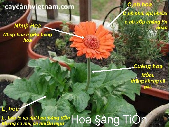 C¸nh hoa C¸nh nhá, dµi, nhiÒu Nhuþ Hoa c¸nh xÕp chång lªn nhau Nhuþ