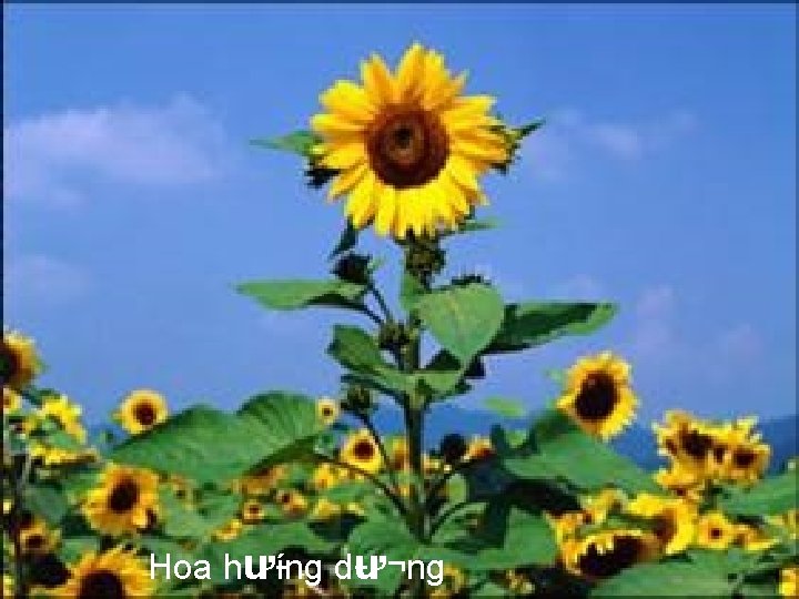 Hoa hư íng d ư¬ng 
