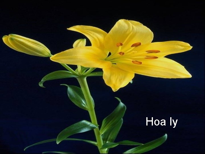 Hoa ly 