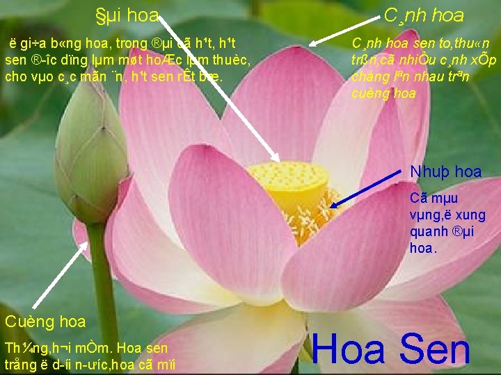 §µi hoa C¸nh hoa ë gi÷a b «ng hoa, trong ®µi cã h¹t, h¹t