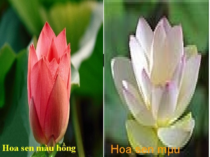 Hoa sen màu hồng Hoa sen mµu 