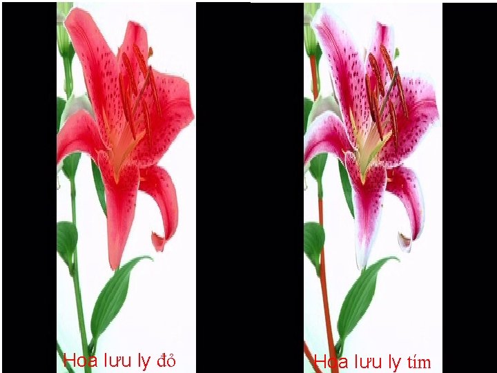 Hoa Hång Tr¾ng Hoa Hång Hoa. Vµng lưu ly đỏ Hoa lưu ly tím