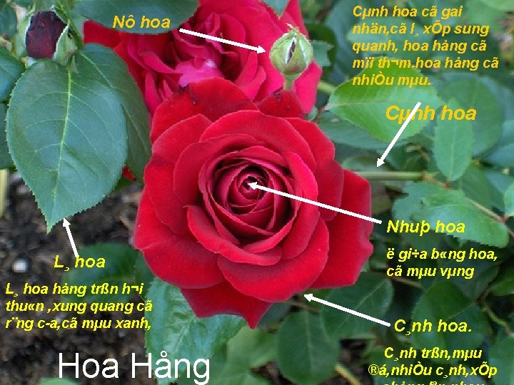 Nô hoa Cµnh hoa cã gai nhän, cã l¸ xÕp sung quanh, hoa hång