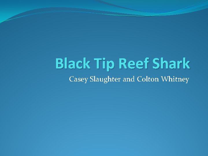 Black Tip Reef Shark Casey Slaughter and Colton Whitney 