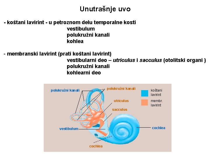 Unutrašnje uvo - koštani lavirint - u petroznom delu temporalne kosti vestibulum polukružni kanali