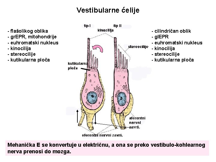 Vestibularne ćelije - flašolikog oblika - gr. EPR, mitohondrije - euhromatski nukleus - kinocilija