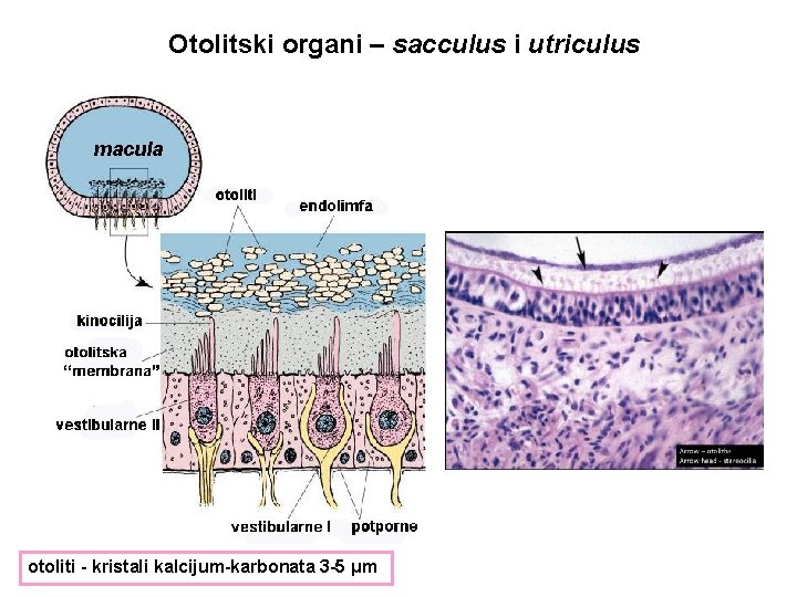 Otolitski organi – sacculus i utriculus macula otoliti - kristali kalcijum-karbonata 3 -5 μm