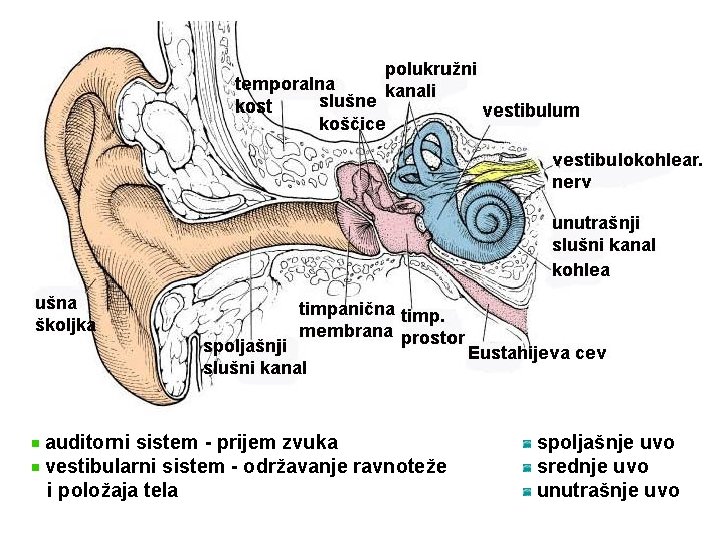 auditorni sistem - prijem zvuka vestibularni sistem - održavanje ravnoteže i položaja tela spoljašnje