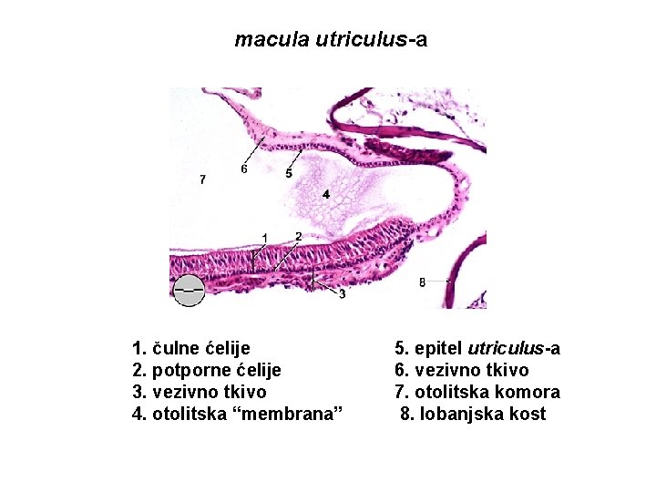 macula utriculus-a 1. čulne ćelije 2. potporne ćelije 3. vezivno tkivo 4. otolitska “membrana”