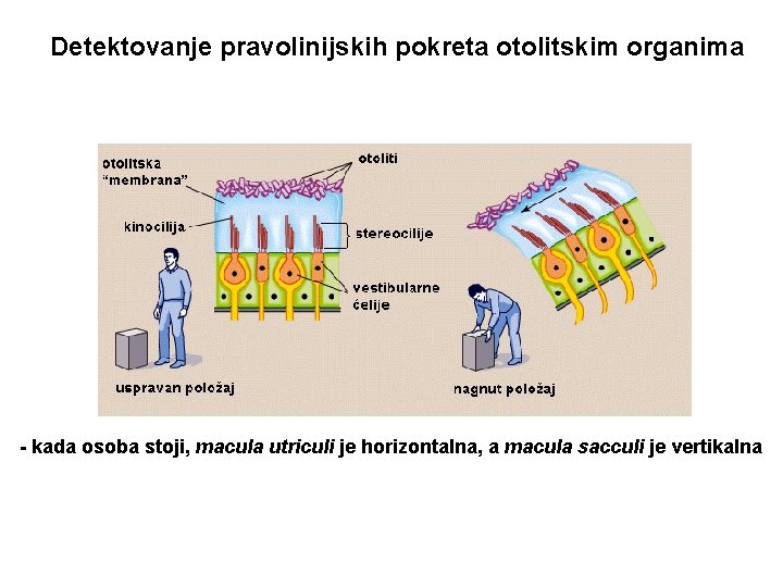 Detektovanje pravolinijskih pokreta otolitskim organima - kada osoba stoji, macula utriculi je horizontalna, a