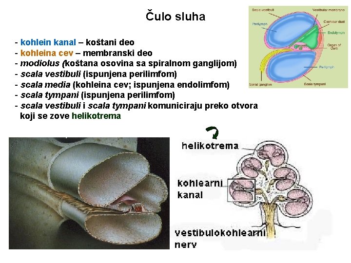 Čulo sluha - kohlein kanal – koštani deo - kohleina cev – membranski deo