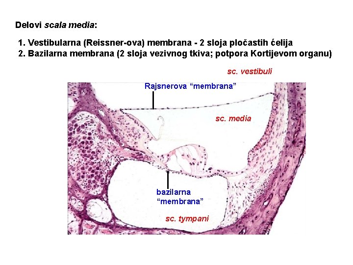 Delovi scala media: 1. Vestibularna (Reissner-ova) membrana - 2 sloja pločastih ćelija 2. Bazilarna
