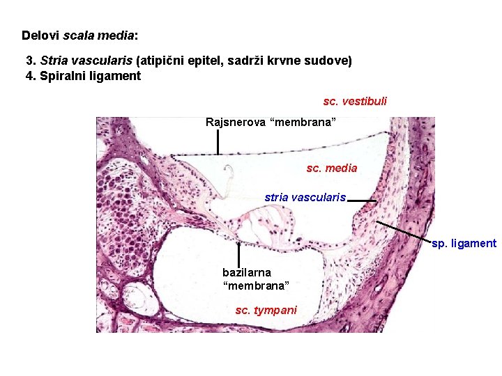 Delovi scala media: 3. Stria vascularis (atipični epitel, sadrži krvne sudove) 4. Spiralni ligament