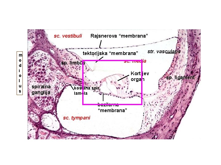 sc. vestibuli m o d i o l u s Rajsnerova “membrana” tektorijska “membrana”